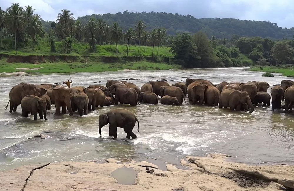 පින්නවල අලි ජාත්‍යන්තරය හමුවේත් අනාථයි