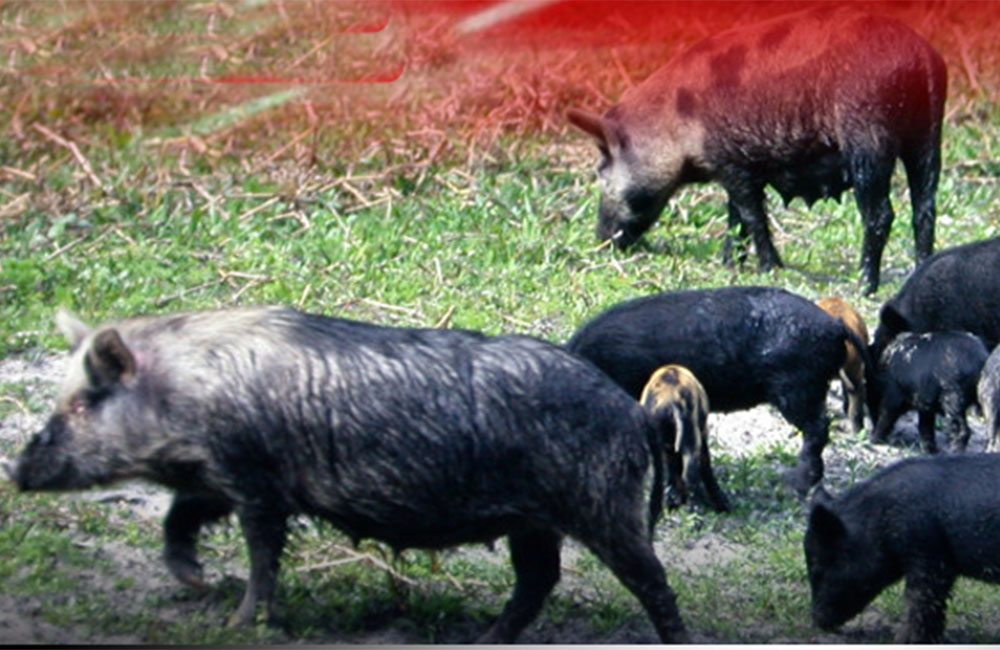 වගාවට හානි කරන වල් ඌරන්ගේ මස් අලෙවියට අවසර