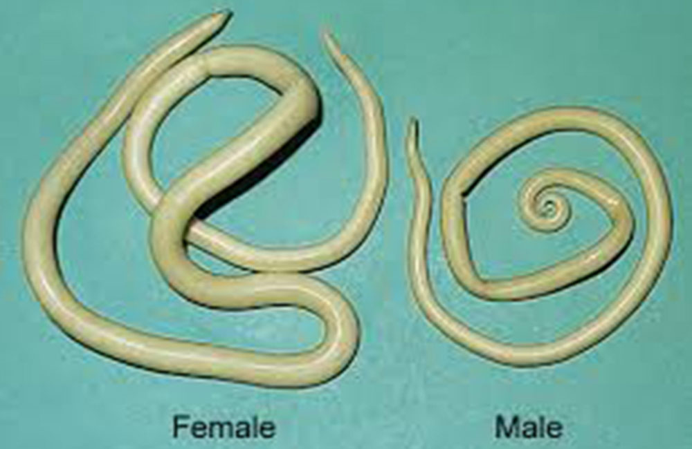 වතුකරයේ ළමුන්ගේ වර්ධනය හීන කරන පටිපනු රෝගයක් !