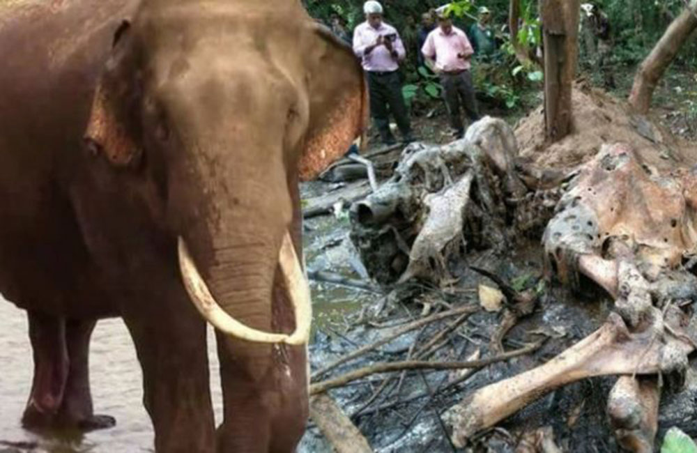 "යකඩ බරු දරා දෑසත් අන්ධව මිනිසුන්ට මෛත්‍රී කළ" ගල්ගමුවේ දළ පූට්ටුවා