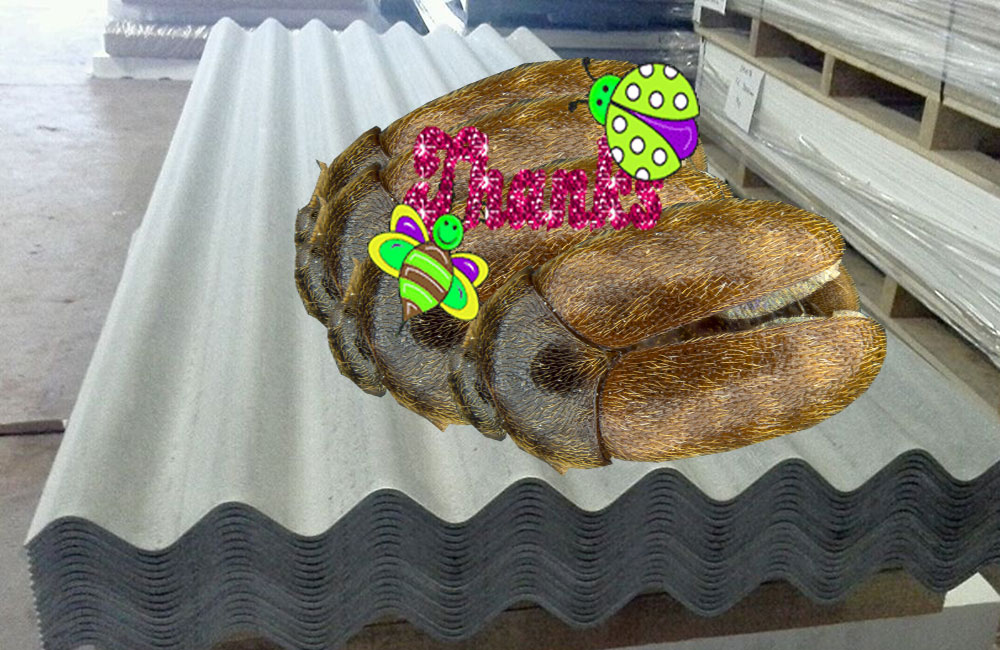 ඇස්බැස්ටෝස්වල පිළිකා ඉවත්කළ කුරුමිණියට ප්‍රණාමය !