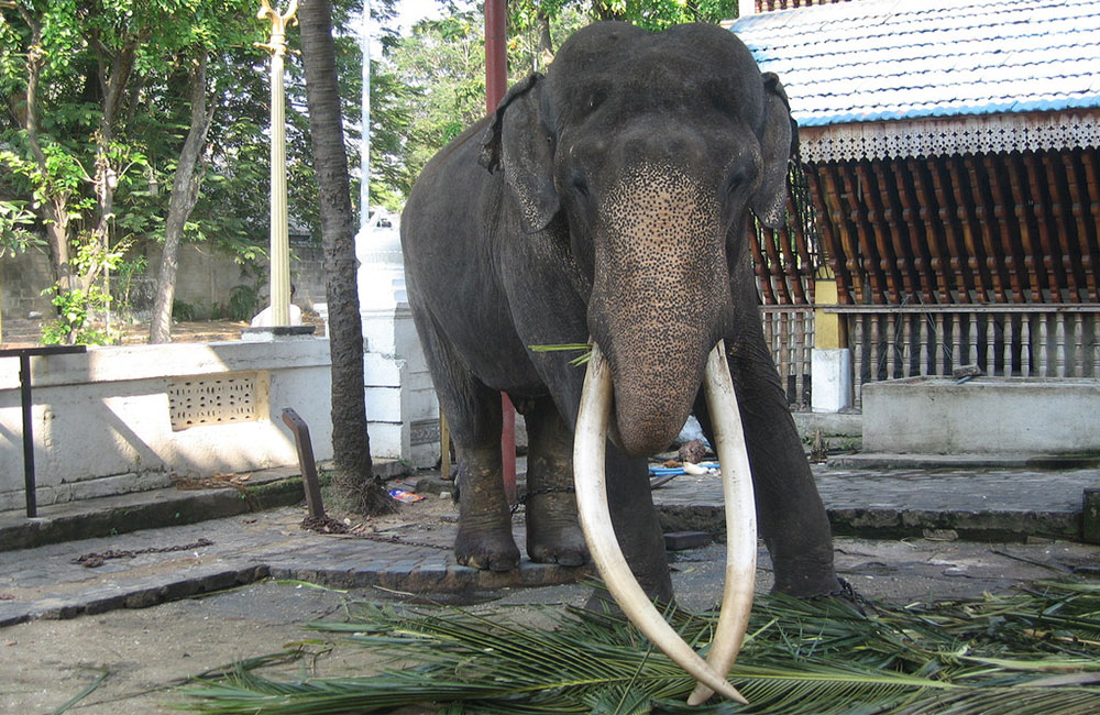 දළ පූට්ටුවාගේ දළ ගනුදෙනුව සිදු වූ පන්සලේ හිමිනම අතුරුදන්