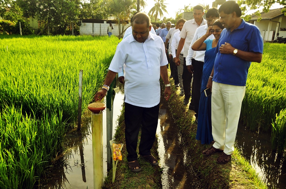 දියවැඩියාව පාලනය කරන නව වී ප්‍රභේදයක් !