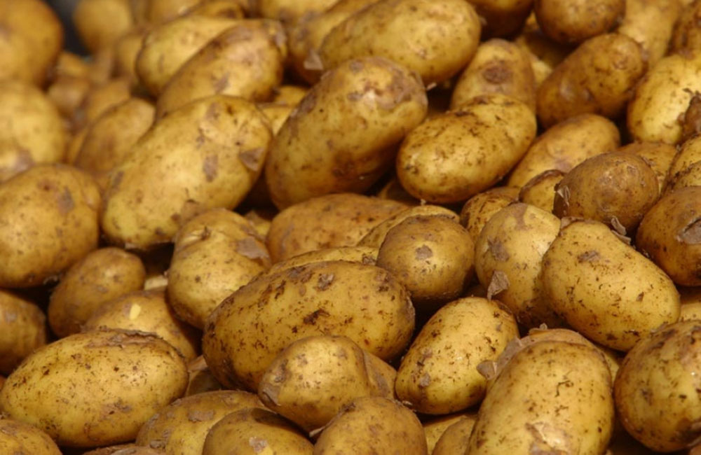 දින 52 කුමන්ත්‍රණ ආණ්ඩු : අර්තාපල් මෙට්‍රික් ටොන් 890 ක් වල දාලා !