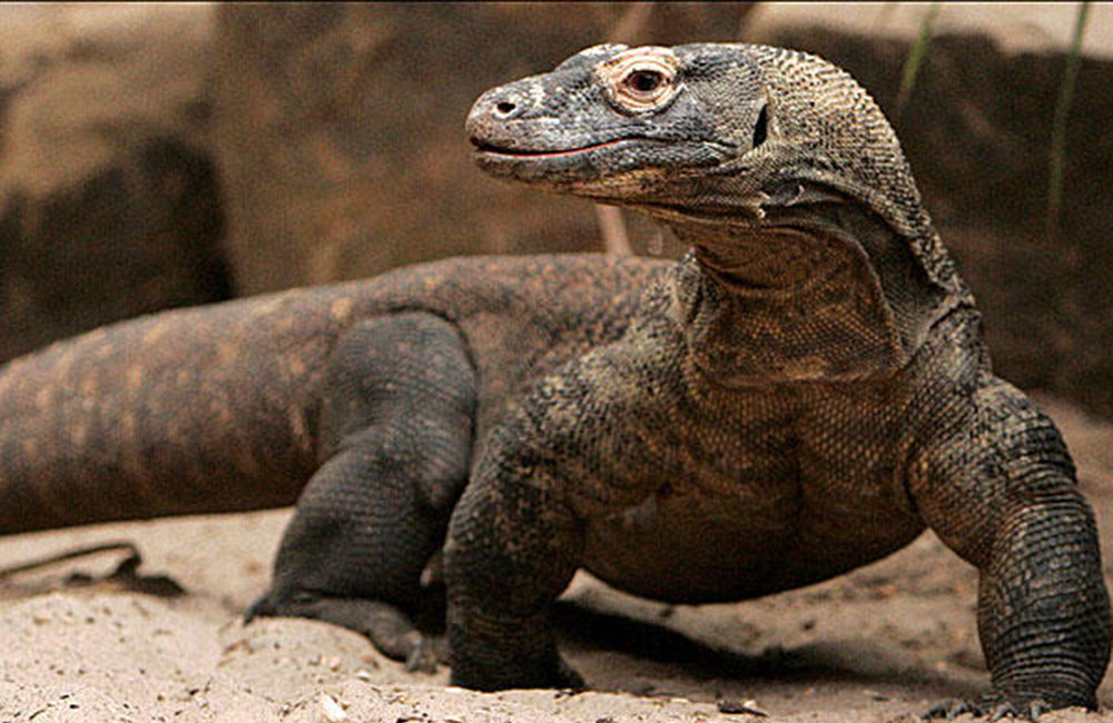 කොමෝඩෝ දිවයින අවුරුද්දකට වසා දමයි