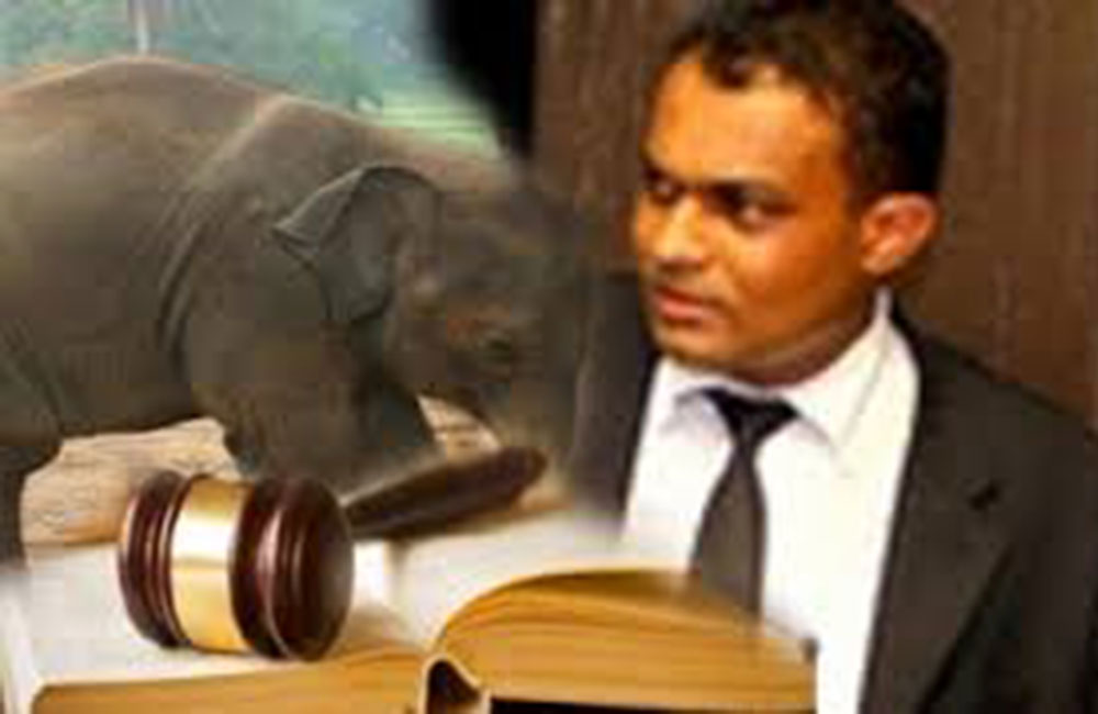 අලි ආසාව නිසා : තිළිණ ගමගේට සිතාසි !