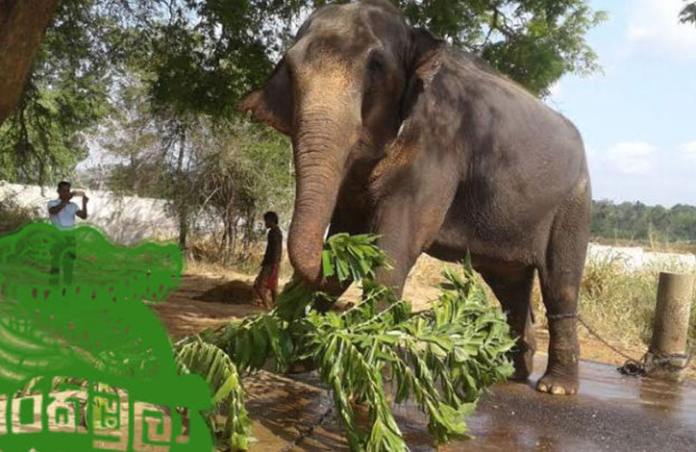 කළණ ගේ ණය ගෙවීමත් : නිළමේ පැහැර හැරලා !