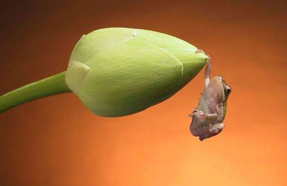 සිරිසේන නිර්පාක්ෂික වේ : මන්ත්‍රීවරු පොහොට්ටුවේ එල්ලෙයි- පාක්ෂිකයින් අතරමං!