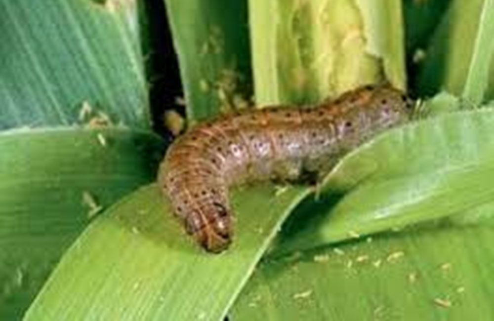 සේනාගෙන් හානිවූ ගොවීන්ට වන්දි !