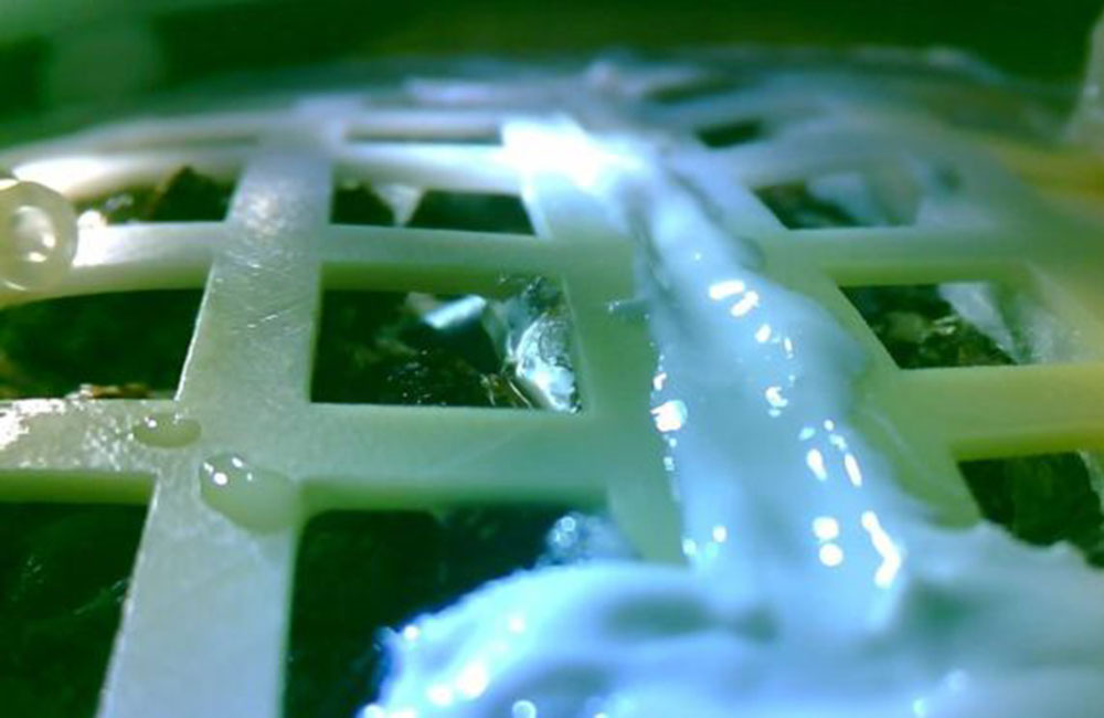 චීනුන් හඳේ සිටවූ පුළුන් බීජ දළු දාලා !