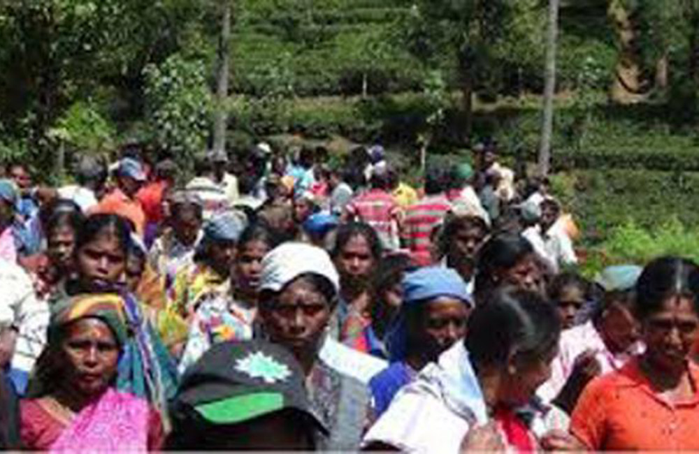 රුපියල් 1000ක වැටුප පොලු : පහතරට වතු කම්කරුවන් ජන්ද වර්ජනයකට සැරසෙයි !