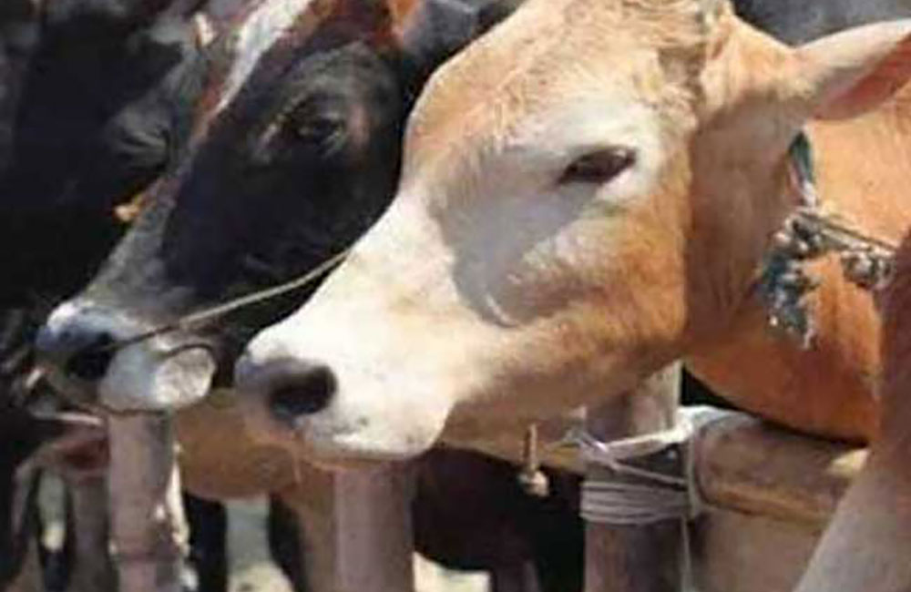 ගව ඝාතනය තහනම් නීතිය මාසයකට කල්දාලා !