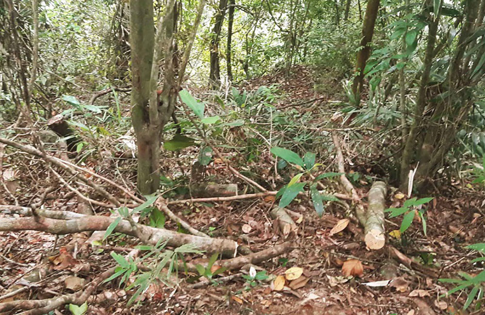 කුඩා වනාන්තර වනසන කැබිනට් තීන්දුවක් : බිමල් ජනාධිපතිට ලියයි !