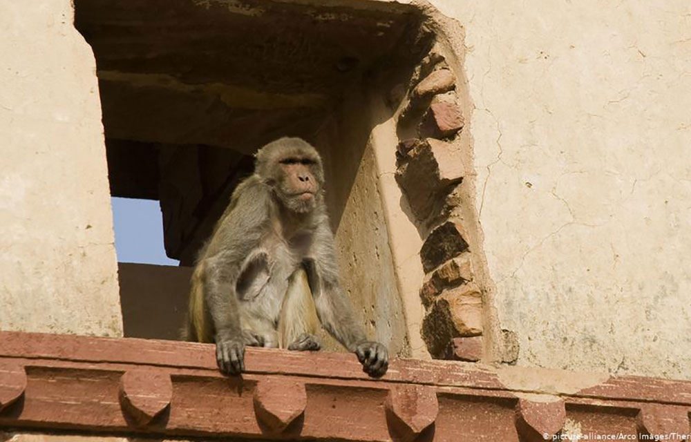 වඳුරන්ට අත්හදා බැලූ  එන්නතෙන්  සාර්ථක ප්‍රතිඵල නිරීක්ෂණය වෙලා !
