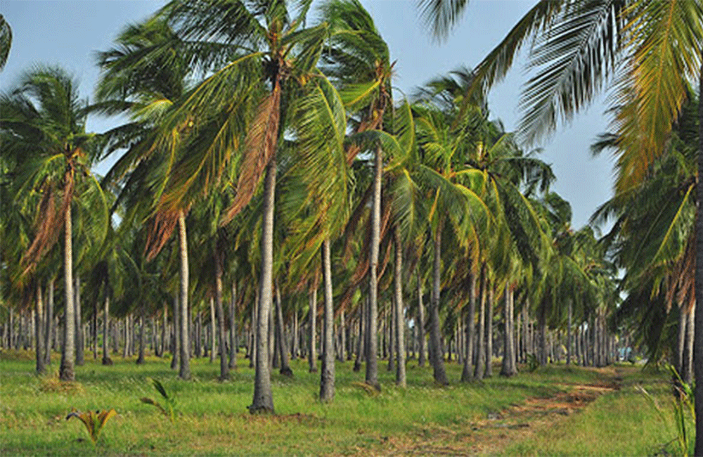 ගස් හෙළීමේ පනතට පොල් ගසත් ඇතුළත් කරන්න