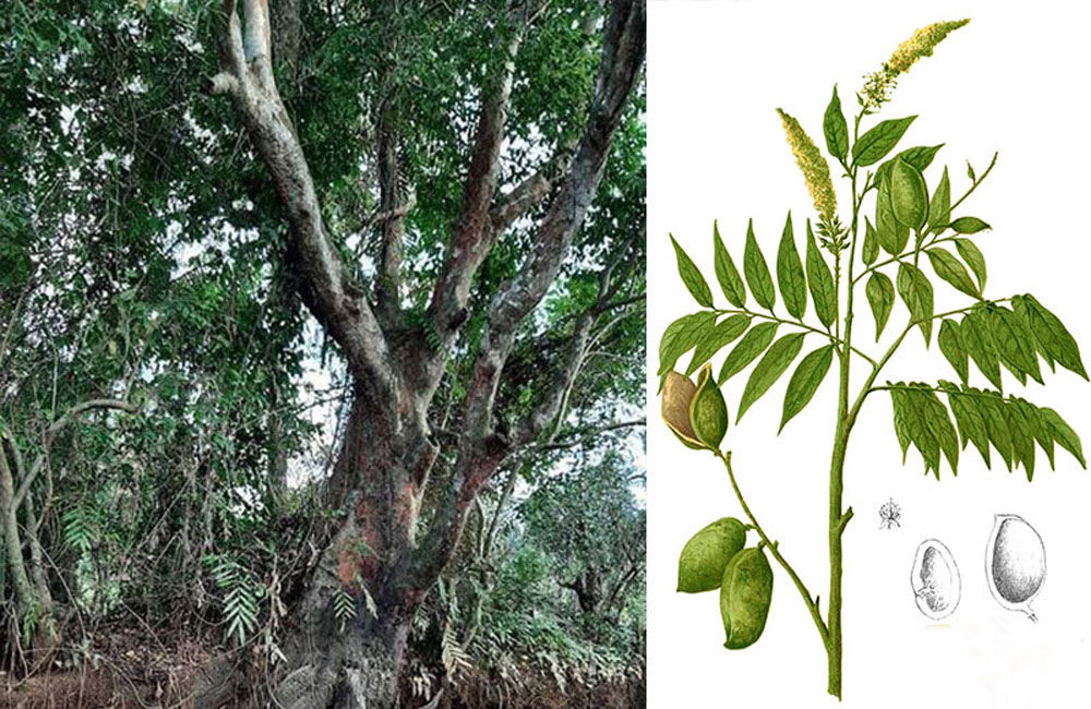 පනුකරඳ දැක්කොත් කතා කරන්න, මෙන්න නොම්බරේ