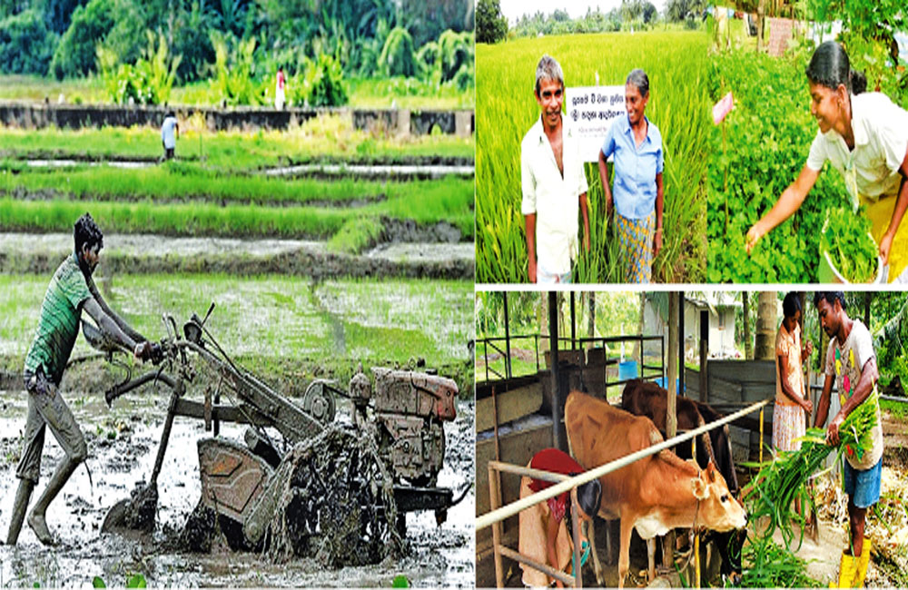 කෘෂි අංශයේ සුවිශේෂී වර්ධනයක්