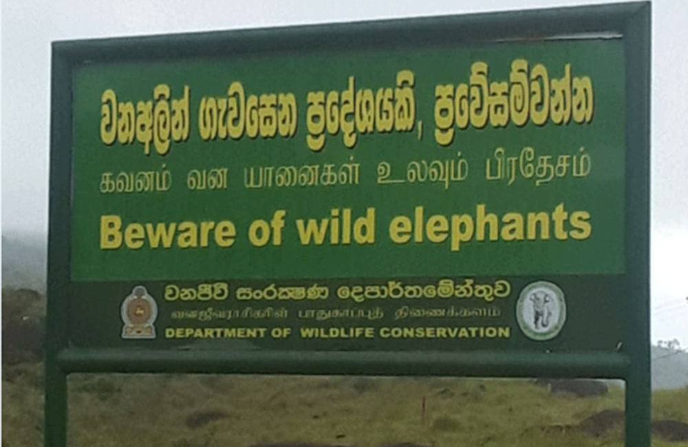 සිංහරාජයේ ප්‍රධාන අලි මංකඩ ව්‍යාපාරිකයන් දෙදෙනෙක් එක්ව වනසයි !