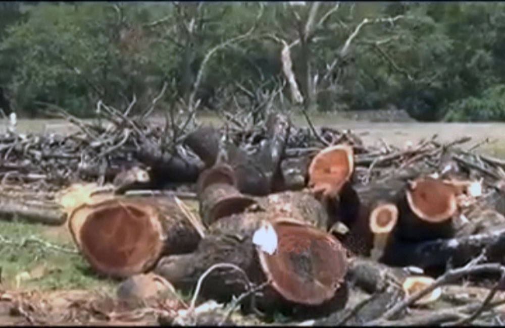 කතරගම දෙවියන් අසරණයි :  පුදබිමේ රූස්ස ගස් බිමට !