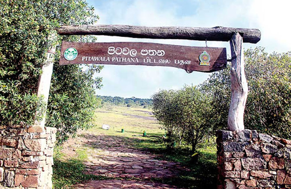 පිටවල පතන රකින්න ගිය වන ව්‍යාප්ති නිලධාරියාට ස්ථාන මාරුවක් !