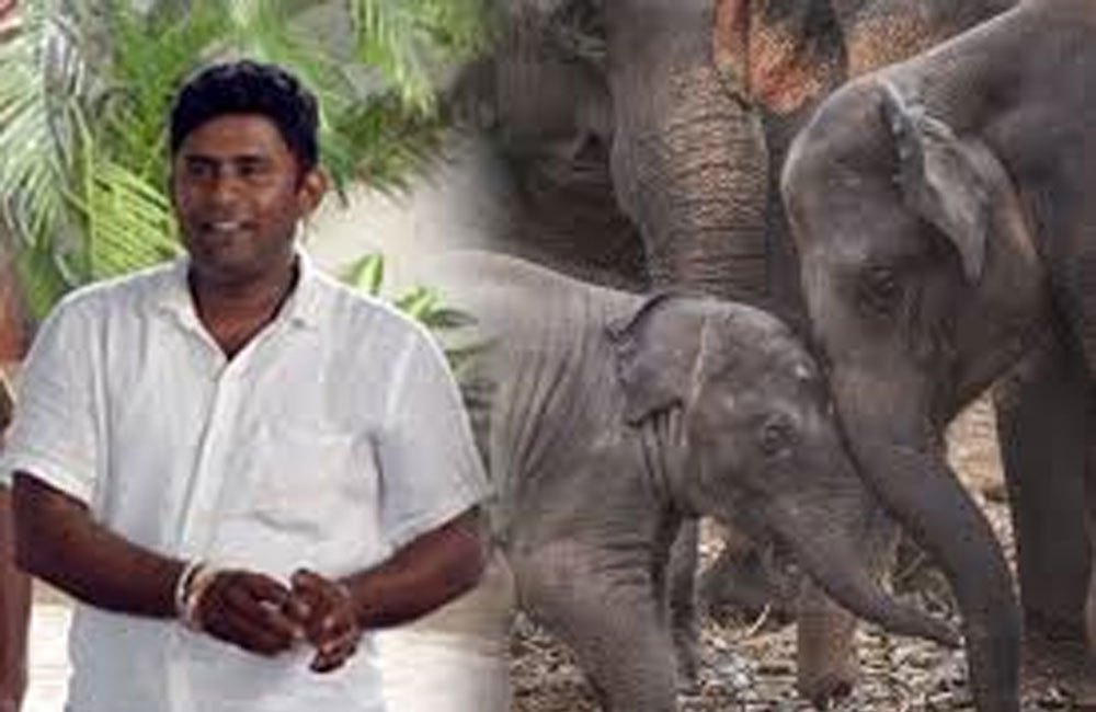 අලි රොෂාන්ට වසර 15 සිරදඬුවම්