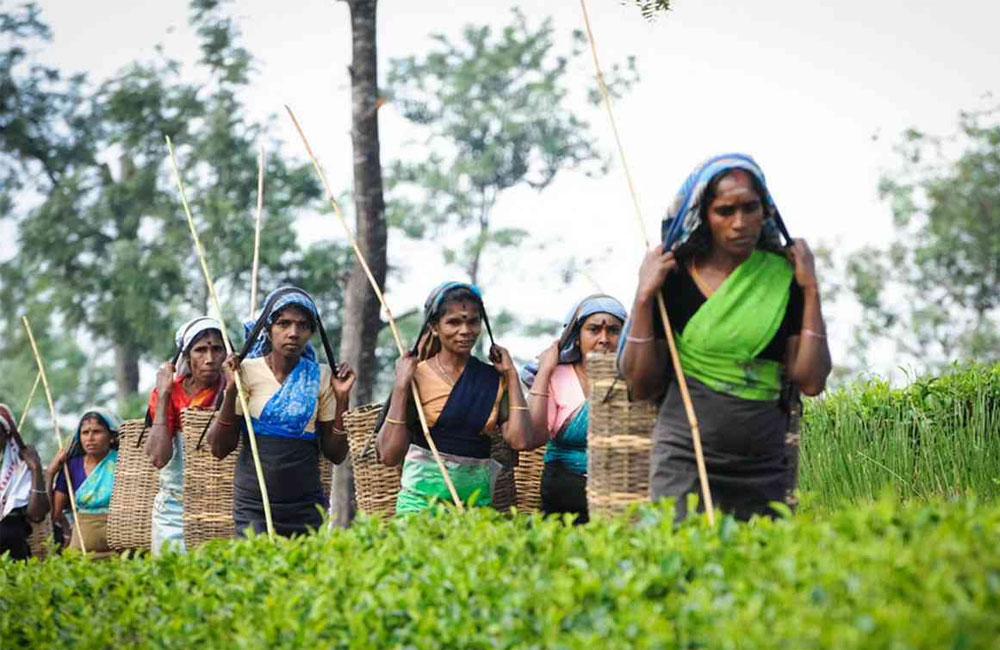 වතු කම්කරු පඩි වැඩි නොකිරීමට හාම්පුතුන් දක්වන හේතු ආණ්ඩුව පිළිගනී