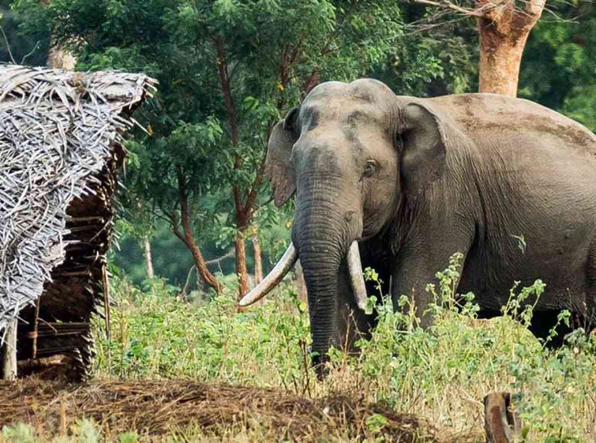 Elephant human conflicts large