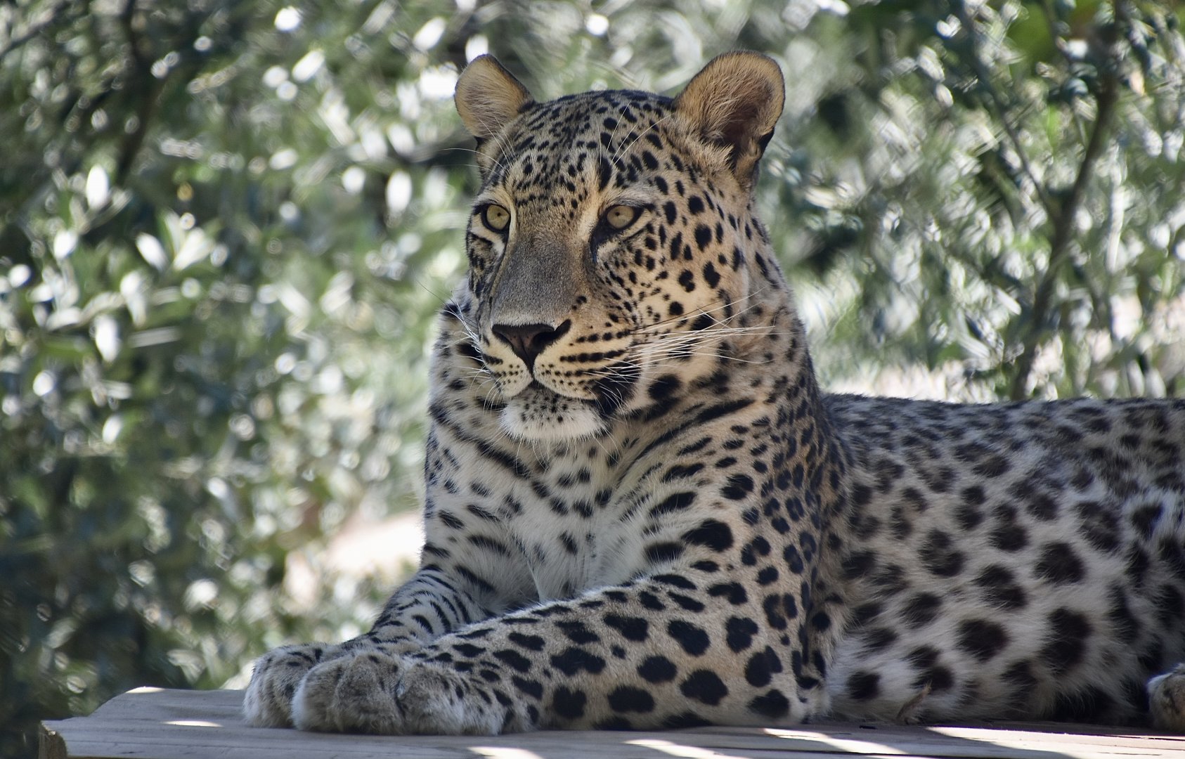 Persian leopard