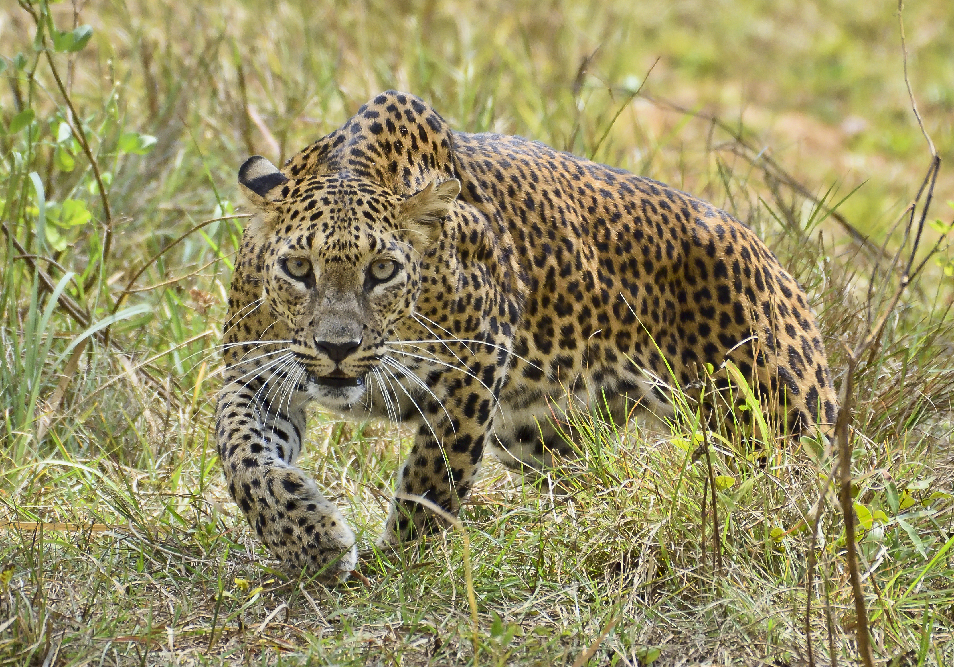 Sri Lankan leopard Panthera pardus kotiya at Wilpattu National Park