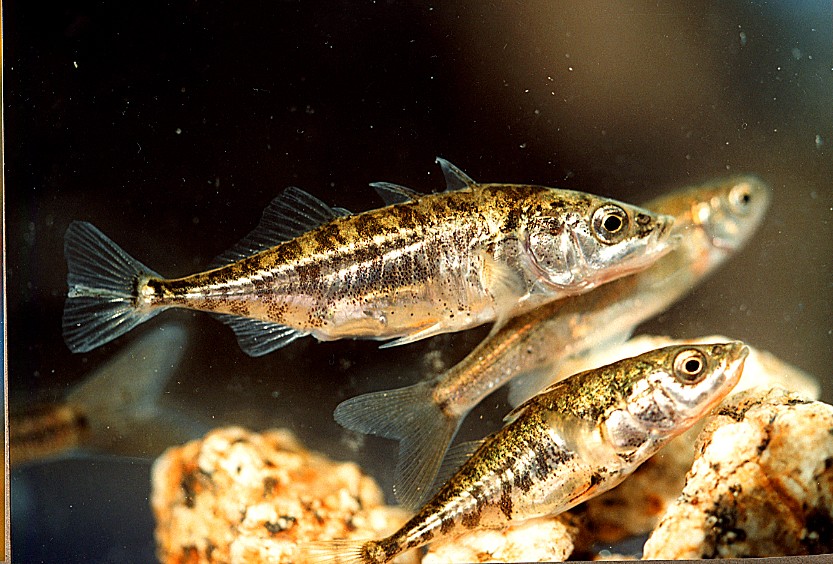 stickleback