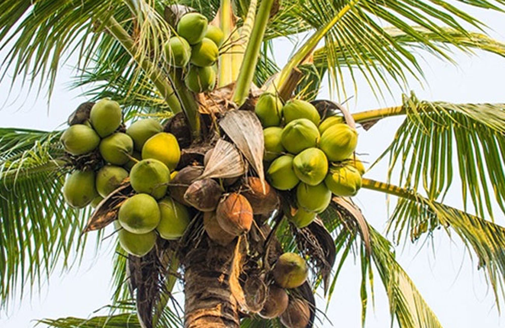 උතුරේ අක්කර 16,000ක පොල් වගා කිරීමට සැලසුම්