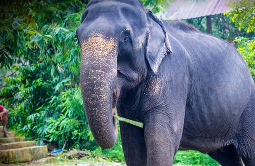 බෙල්ලන්විල 'මැණිකා' ජීවිතයට සමුදෙයි