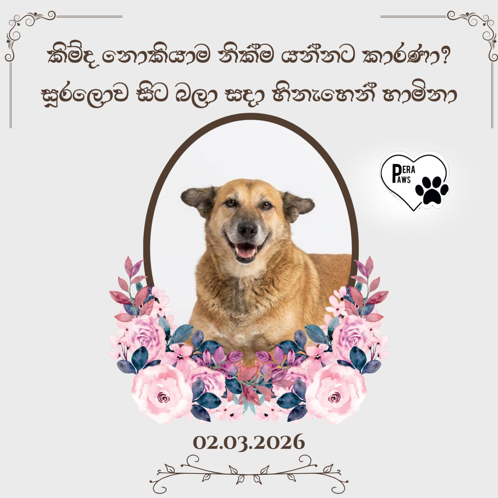Pera Paws උපහාරය